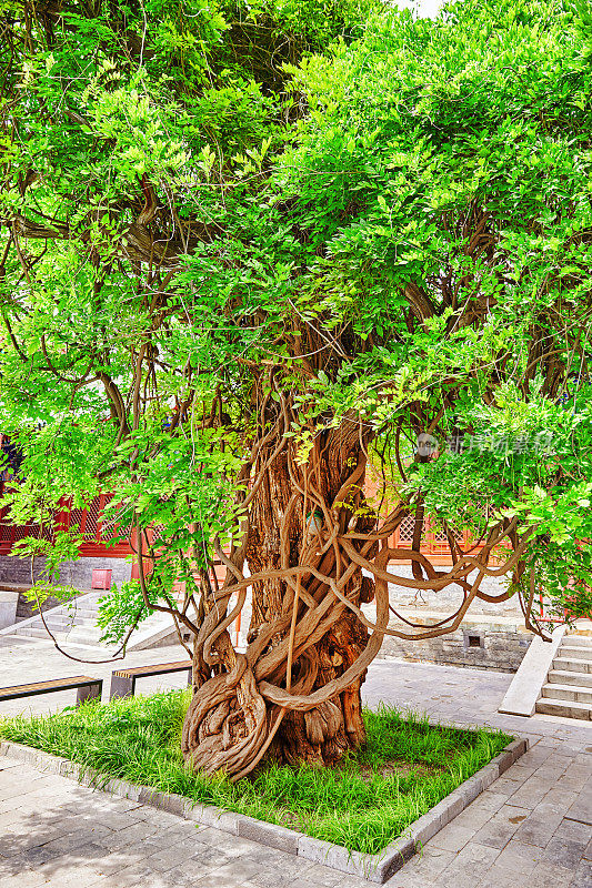 北京孔庙附近的一棵古树