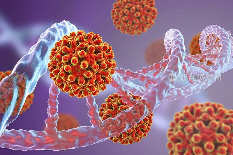 乙型肝炎病毒和DNA分子