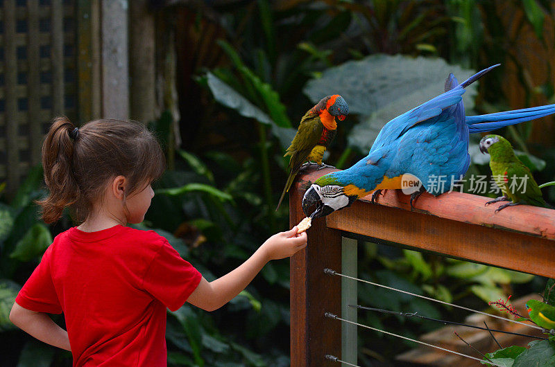 一个小孩在喂一只蓝金色的金刚鹦鹉