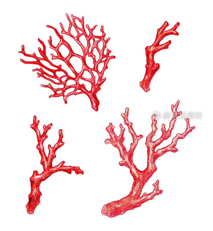 红珊瑚枝，水彩插图，孤立在白色背景