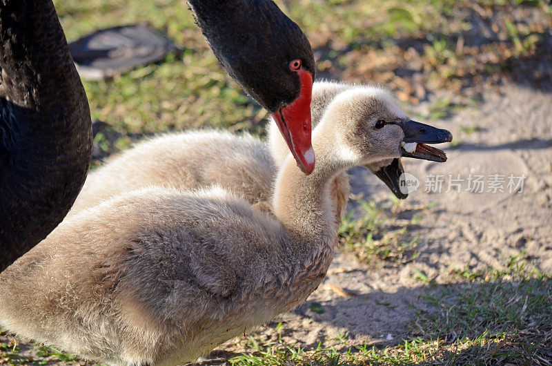 澳大利亚黑天鹅小天鹅和妈妈