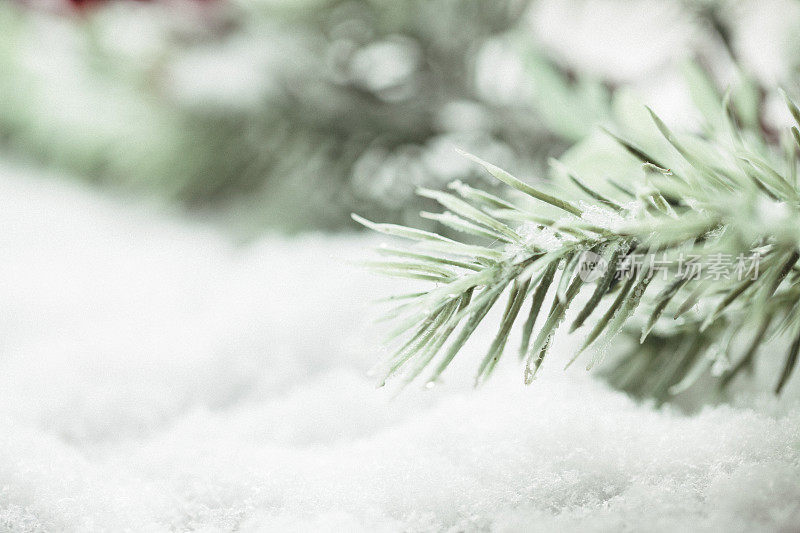 白雪覆盖的冷杉树