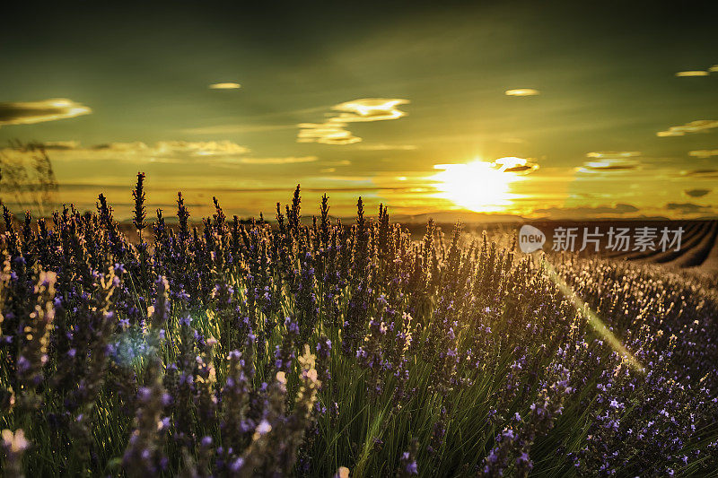 夕阳下的薰衣草田