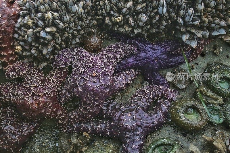 鹅颈藤壶，紫色海星，海葵，奥林匹克海岸线，华盛顿