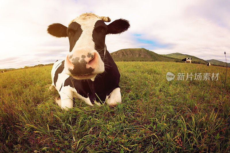 草原上的奶牛好奇地看着摄像机