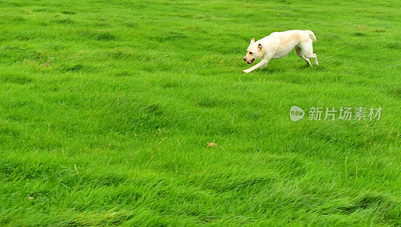 在牧场上奔跑的拉布拉多寻回犬