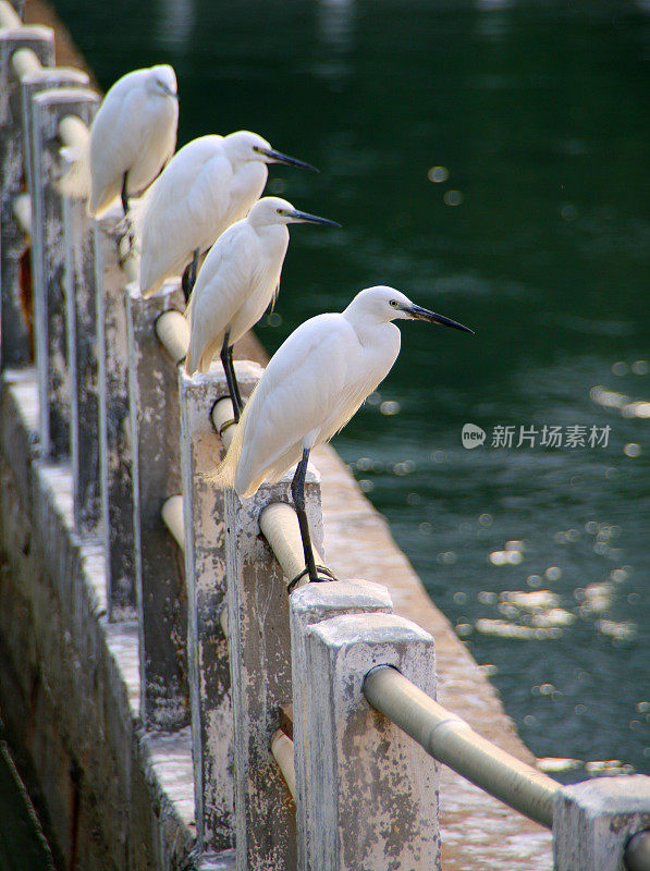 中国厦门湖岸上的白鹭