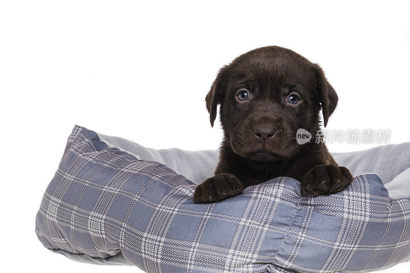 一只巧克力色的拉布拉多小狗坐在狗床上——5周大