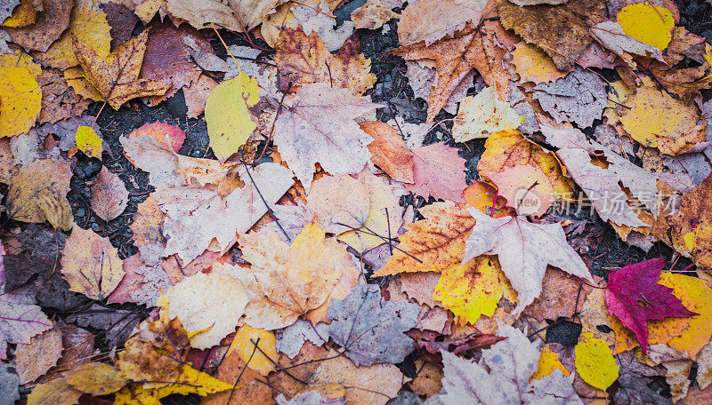 秋天，地上的枯叶