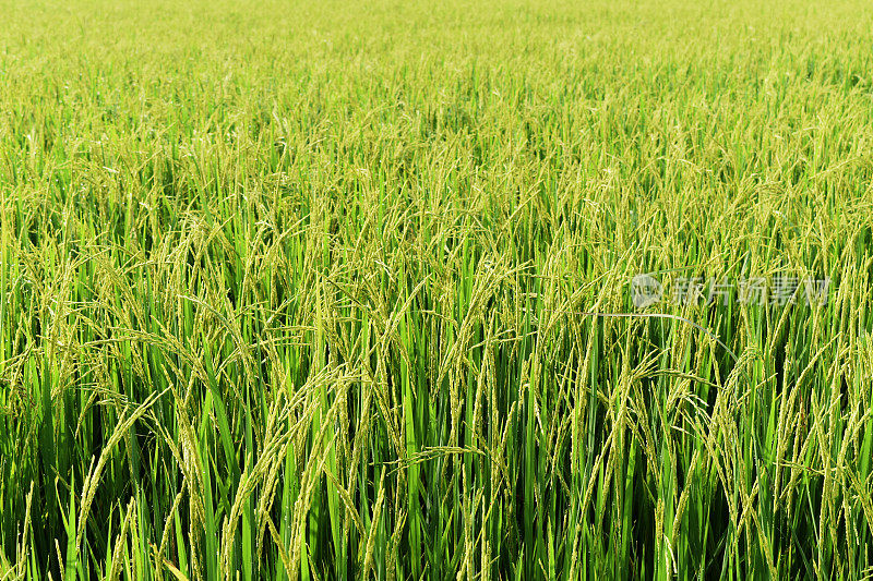 以稻田中的绿色水稻为自然背景