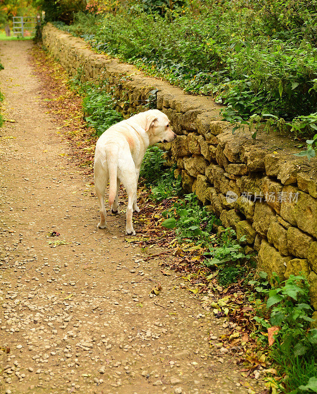 英国徒步旅行路上的拉布拉多寻回犬