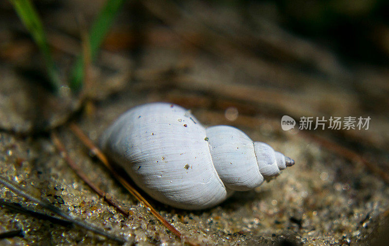 蜗牛在沙滩上