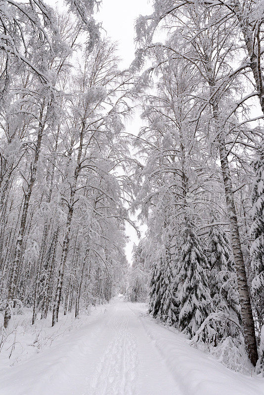 冰雪覆盖的道路穿过冬天的森林