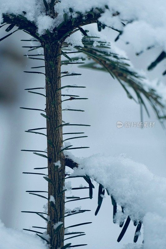 在欧洲阿尔卑斯山脉，冰雪覆盖的冬季景观和森林