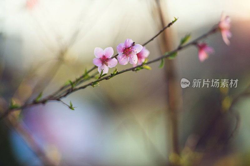 盛开的樱花树枝