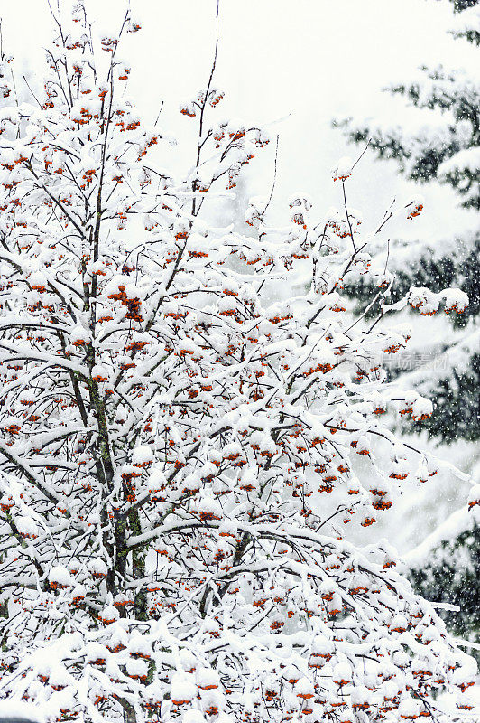 冬季森林-花楸树在下雪