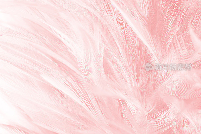 珊瑚粉复古色流行羽毛纹理背景