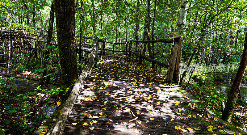 有栏杆的木路穿过森林