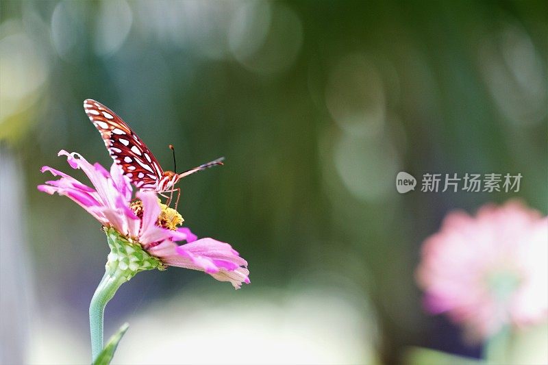 特写蝴蝶在粉红色百日菊与许多copyspace散焦背景