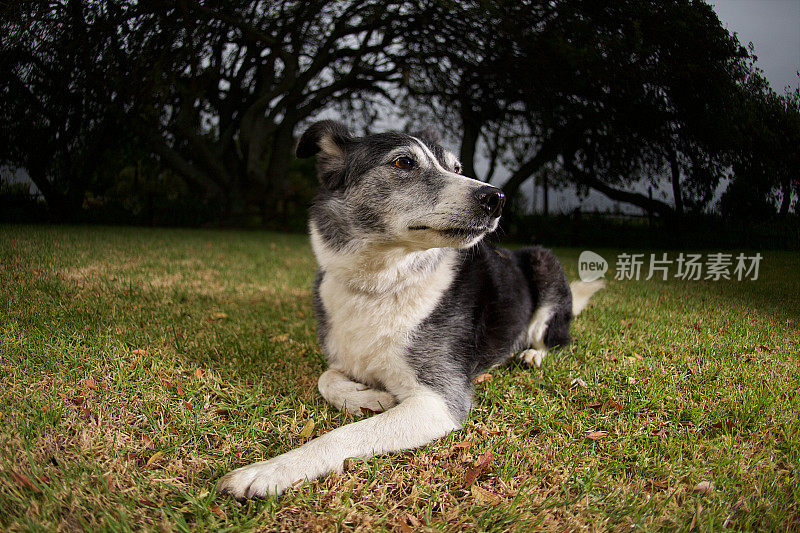 边境牧羊犬救援犬