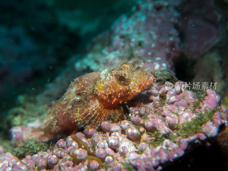 水下珊瑚上的蝎子鱼