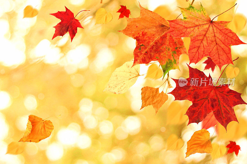 美丽的秋天主题背景。不同颜色的干枫叶随风飘落