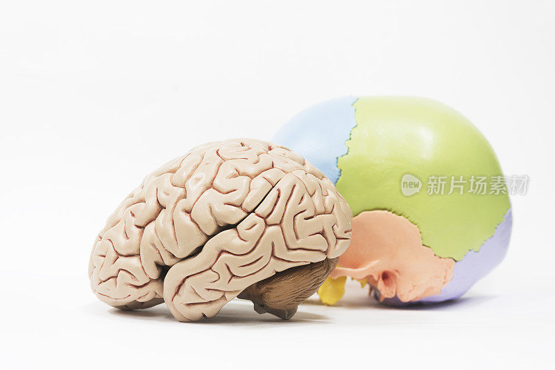 人脑和头骨模型