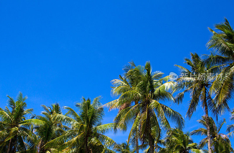 阳光明媚的热带景观，椰子树。天空中映出热带棕榈树的轮廓