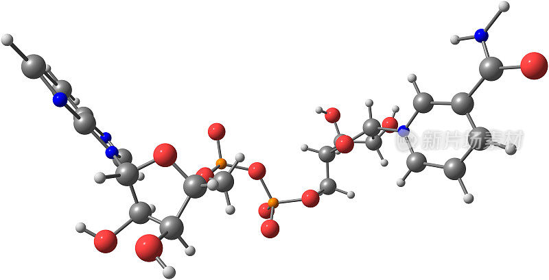 烟酰胺腺嘌呤二核苷酸分子结构分离于白色