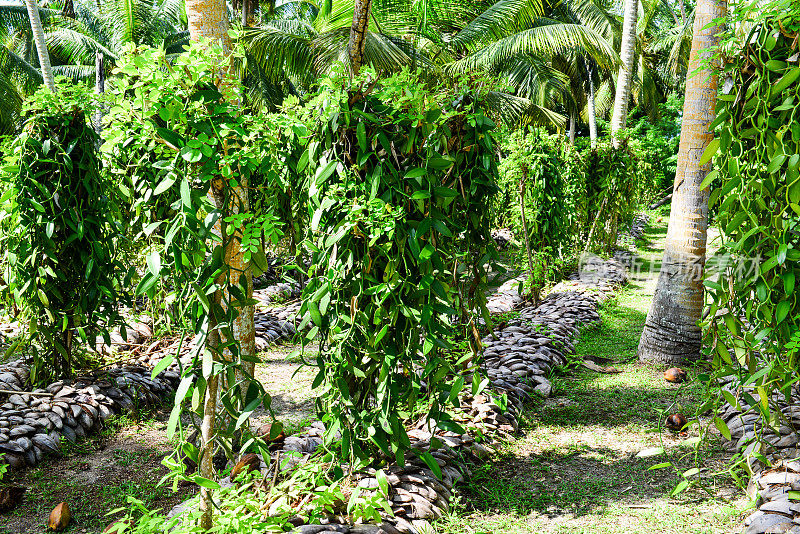 塞舌尔拉迪戈热带香草种植园