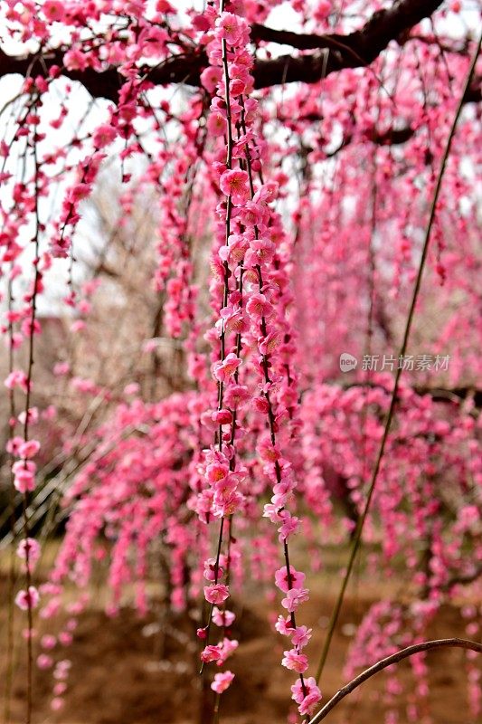 梅花:粉红色