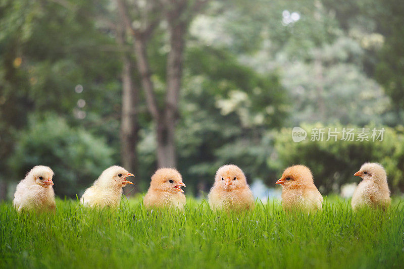 一群小鸡在绿色的草地上摆出不同的姿势