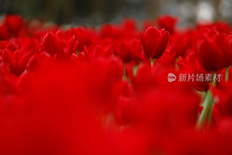 花园中红色郁金香的花坛特写