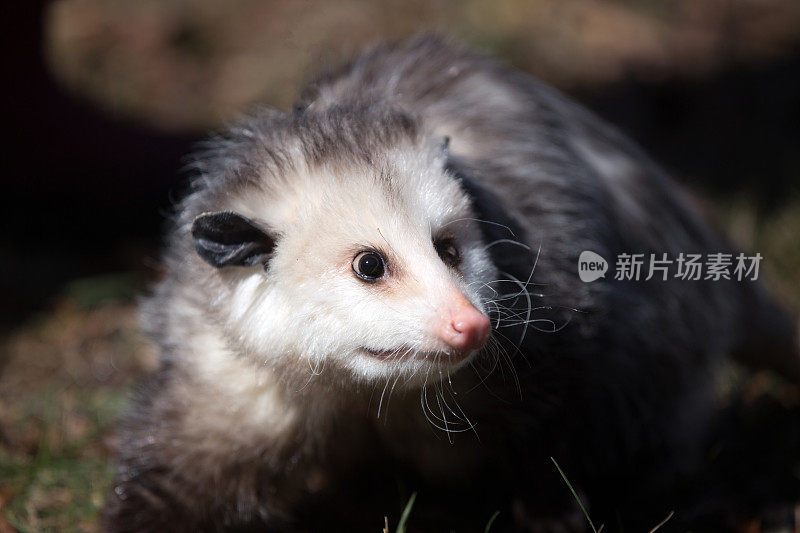 维吉尼亚负鼠