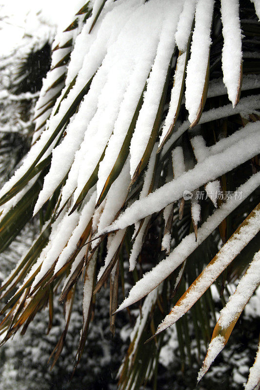 滴雪