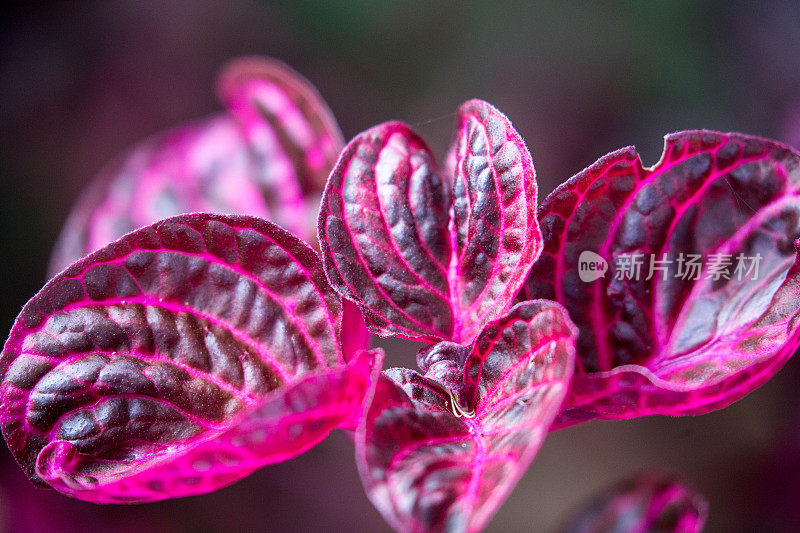 津巴布韦:植物