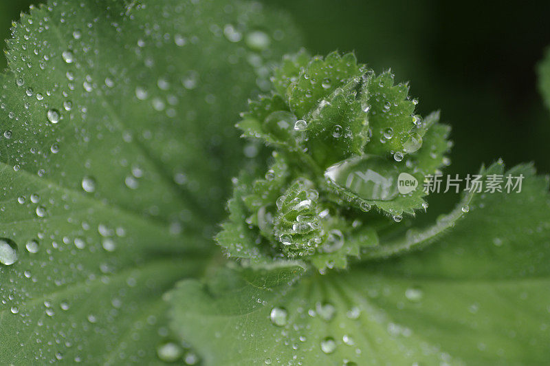 雨后女士的披风