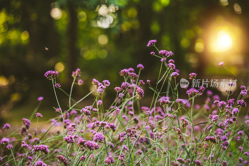 韦尔贝纳·博纳里安西斯