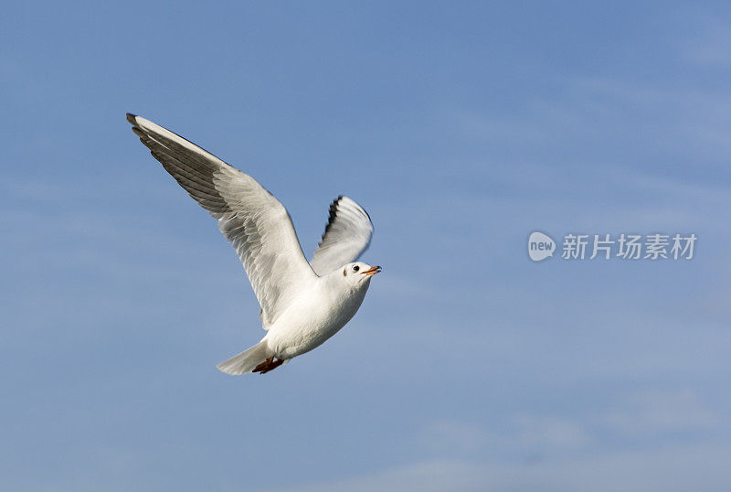 野生海鸥飞过土耳其伊斯坦布尔的博斯普鲁斯海峡