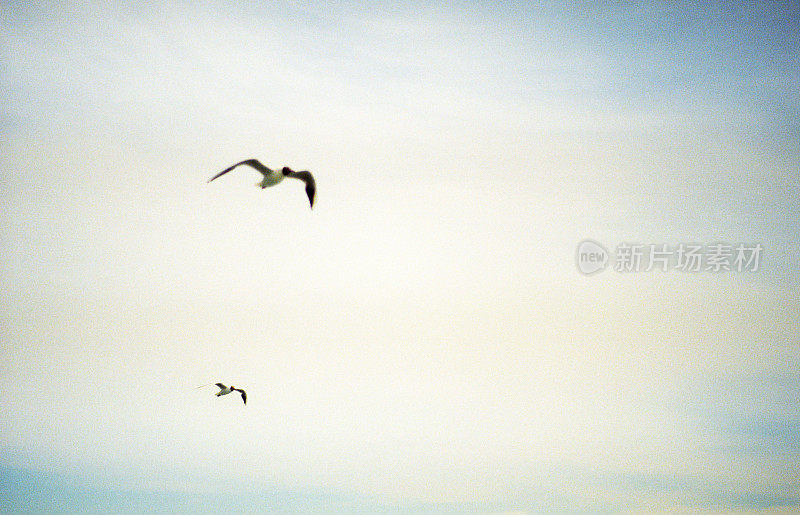 天空中有一群海鸥。拍摄电影