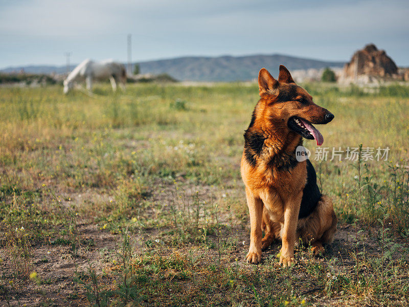 德国牧羊犬躺在户外