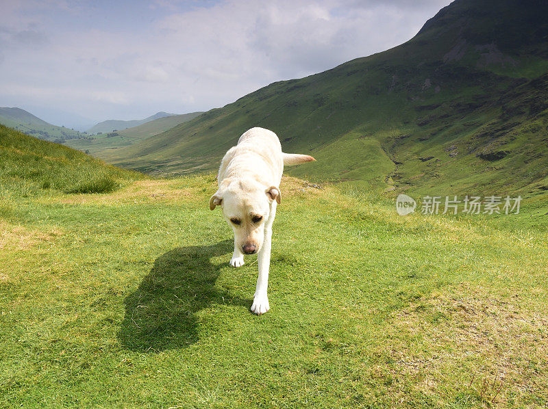 在湖区山区的拉布拉多寻回犬