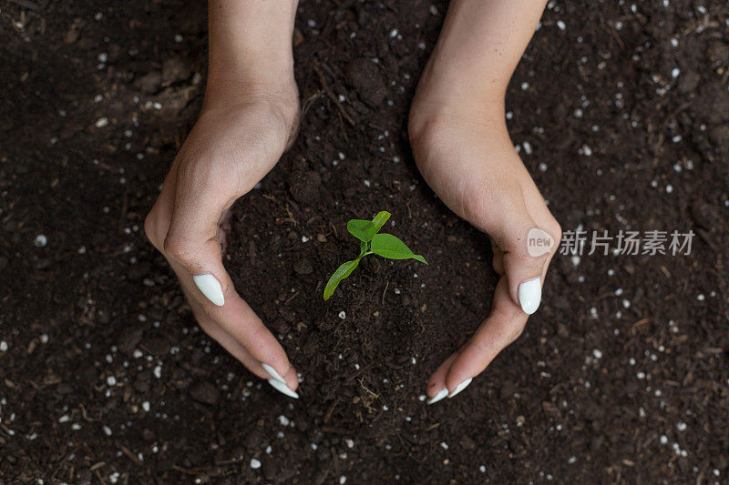 女人的手正在把植物种在土壤里