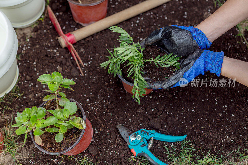 园丁种植鲜花