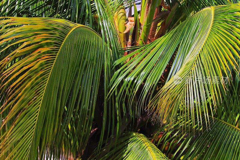 波利尼西亚热带格局，棕榈树下的叶子-夏威夷群岛，美国