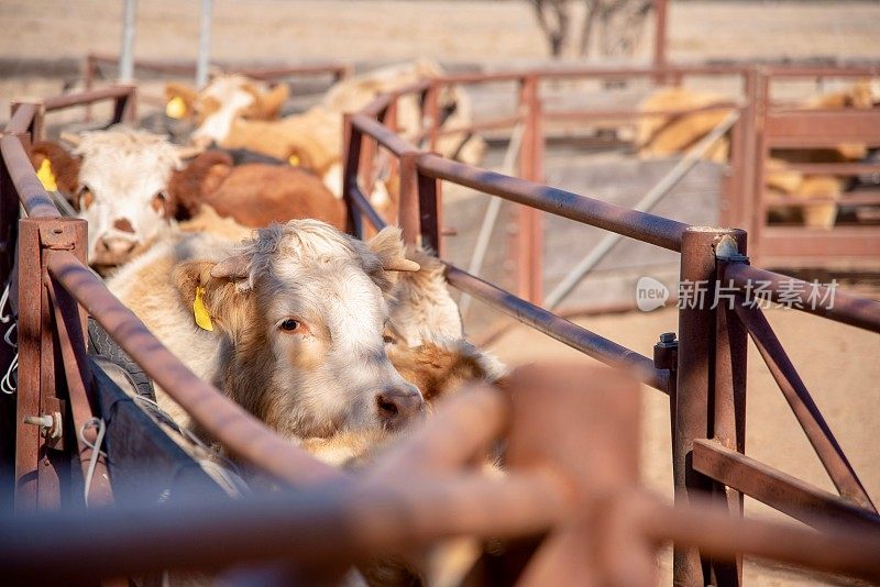 草料喂养的肉牛正从畜栏装载到卡车上