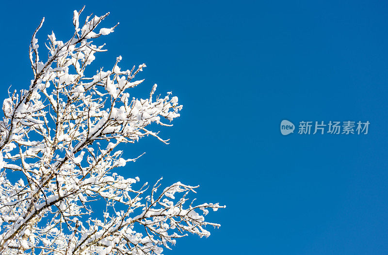 在湛蓝的天空下，新鲜的雪挂在冬日的树枝上