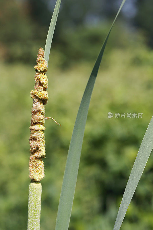 蒲、香蒲(香蒲)