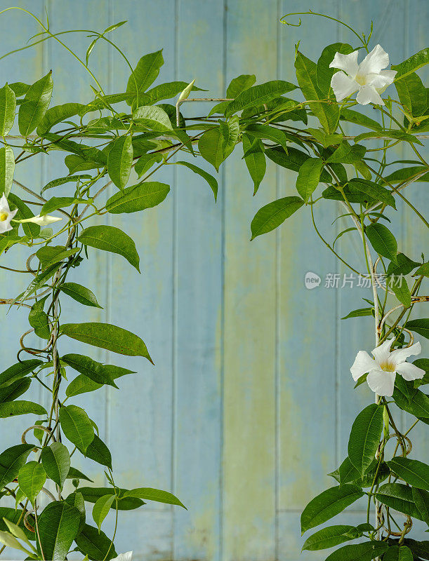 一种开白花的攀缘藤类植物，攀缘在一个老旧的生锈的白色铁制装饰性花园格栅上，映衬着一个老旧的蓝色和绿色风化木面板背景。