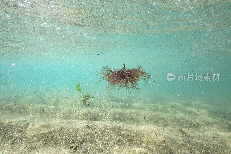 南康沃尔波思科诺海中的海藻